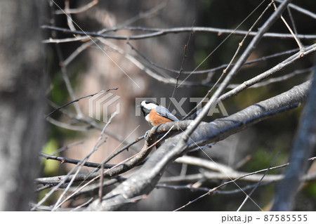 ヤマガラ 87585555