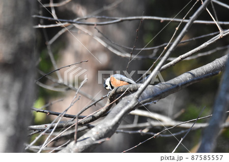 ヤマガラ 87585557