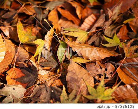 カラフルな落ち葉 87586108