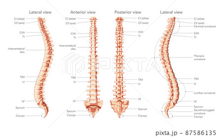 The human vertebral column in front, back, side view with main parts labeled, with and without Intervertebral disc The human vertebral column in front, back, side view with main parts labeled, with and without Intervertebral disc 87586135