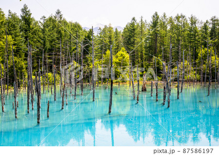 【北海道_美瑛町】神秘的な青い池 87586197