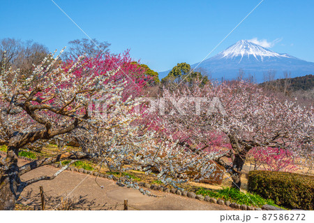 【静岡県】　富士山　梅の花　岩本山公園 87586272