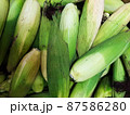 Fresh sweet corns, Gangwondo, South Korea 87586280
