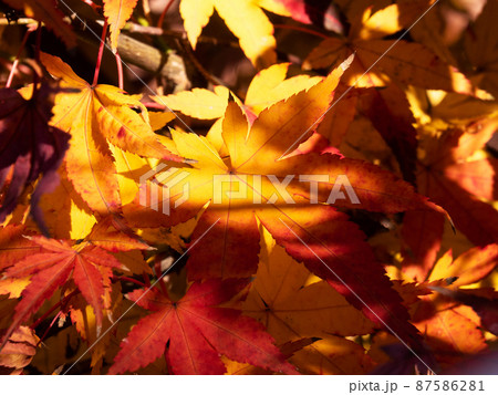 Soft focus on Maple leaf in the park at South Korea Soft focus on Maple leaf in the park at South Korea 87586281