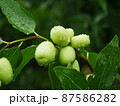 Green fruits of jujube on a tree 87586282