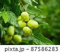 Green fruits of jujube on a tree 87586283