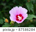 Rose of Sharon Hibiscus syriacus Mugunghwa. 87586284