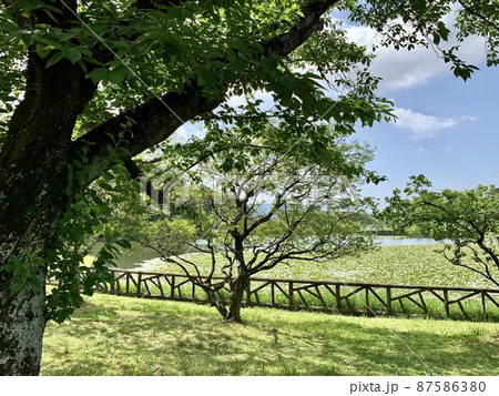 新緑［南公園三田ヶ入池/愛知県岡崎市］ 87586380