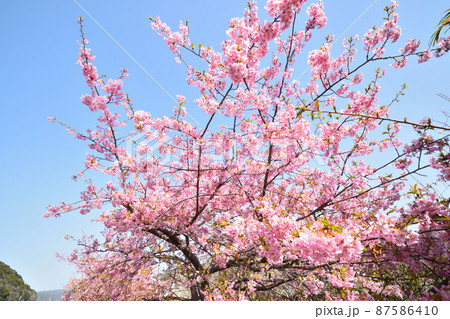 桜、河津桜 87586410