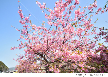 桜、河津桜 87586412