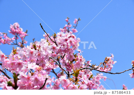 桜、河津桜 87586433
