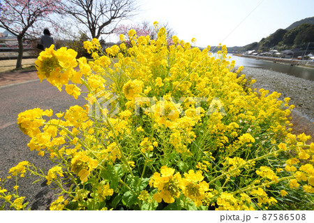菜の花 87586508
