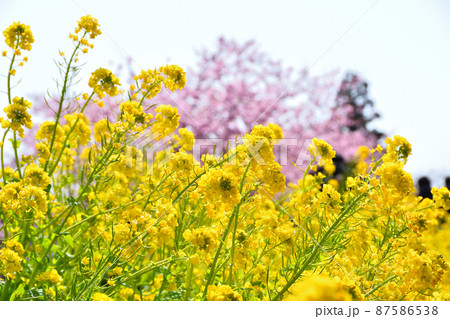 菜の花 87586538