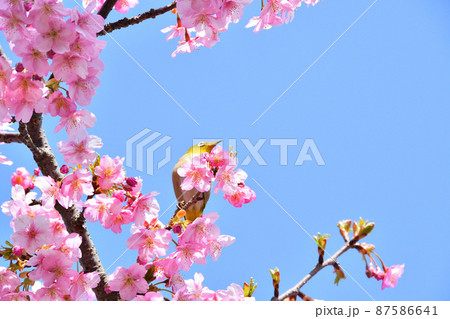 メジロと河津桜 メジロと河津桜 87586641