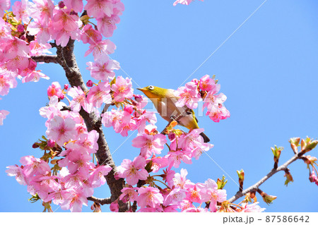メジロと河津桜 87586642