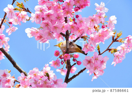 メジロと河津桜 87586661
