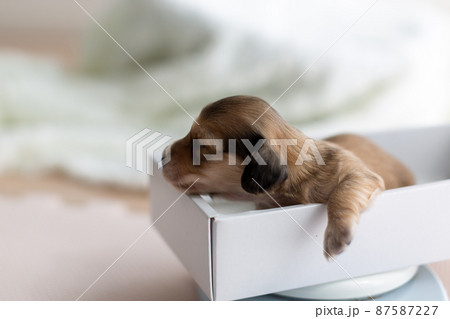 仔犬の体重測定　カニンヘンダックスフンド 87587227