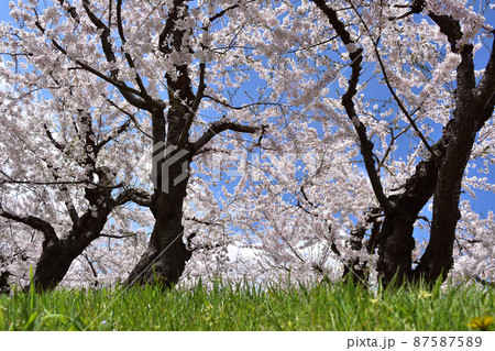 満開の桜並木と芝生 満開の桜並木と芝生 87587589