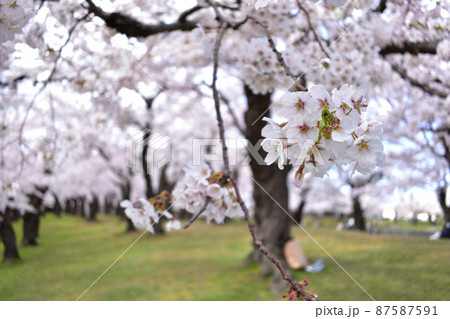 桜並木と花びら 87587591