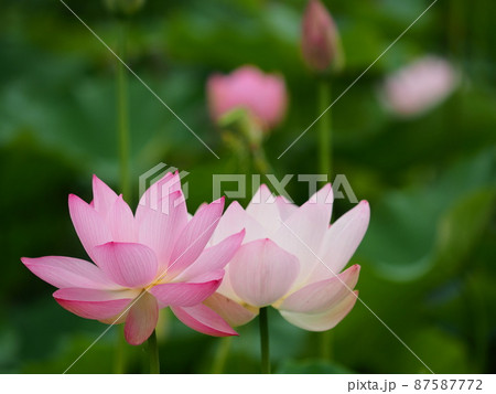 蓮の花 蓮の花 87587772