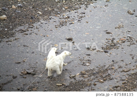 Arctic Polar bear in natural environment 87588135