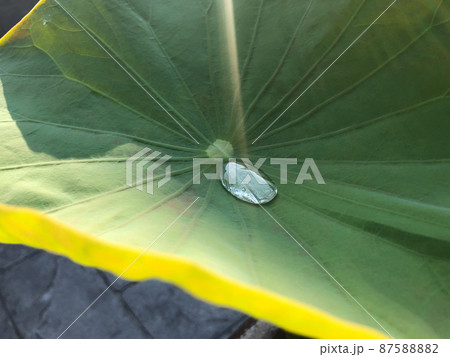 Closeup water drop on the surface of big lotus leaf with sunlight Closeup water drop on the surface of big lotus leaf with sunlight 87588882