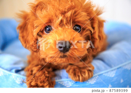 遊んで欲しいトイプードルの仔犬 遊んで欲しいトイプードルの仔犬 87589399