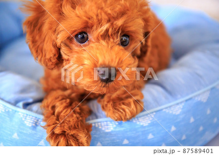 くつろぐトイプードルの仔犬 くつろぐトイプードルの仔犬 87589401