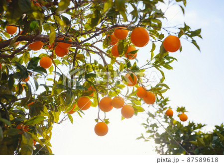 Orange garden, summer background. Turkey district of city of Demre Orange garden, summer background. Turkey district of city of Demre 87589618