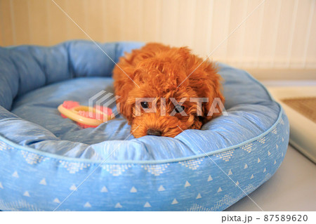 遊び疲れたトイプードルの仔犬 87589620