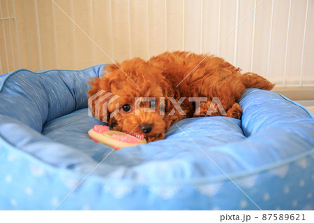 くつろぐトイプードルの仔犬 くつろぐトイプードルの仔犬 87589621