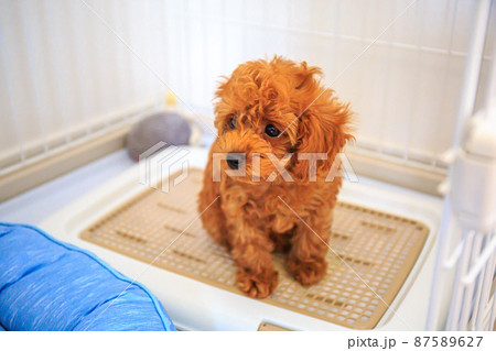 犬用トイレでお座りをするトイプードルの仔犬 87589627