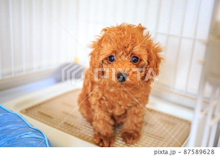 トイレでオシッコをするトイプードルの仔犬 87589628