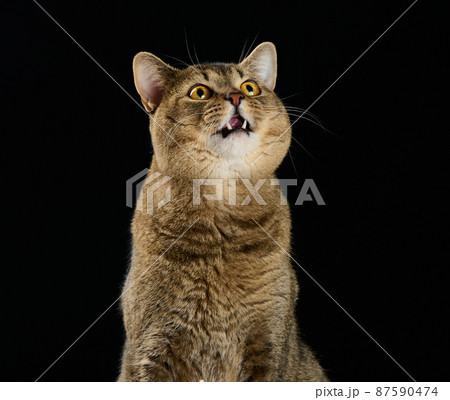 cute adult gray cat scottish straight cat sits on a black background and looks up cute adult gray cat scottish straight cat sits on a black background and looks up 87590474