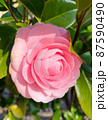 斜め横から見たピンク色のツバキ 87590490