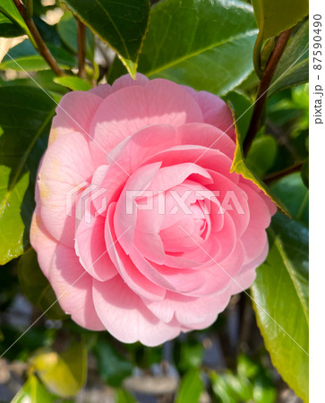 斜め横から見たピンク色のツバキ 87590490