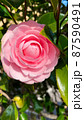 正面から見たピンク色のツバキ 87590491