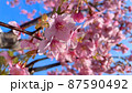 春の訪れを告げる桜と晴天 87590492
