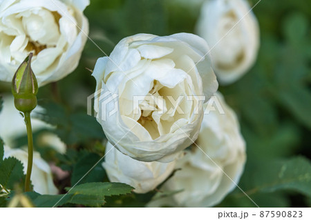 Russia. Kronstadt. June 14, 2020. Lush white bush roses. Russia. Kronstadt. June 14, 2020. Lush white bush roses. 87590823