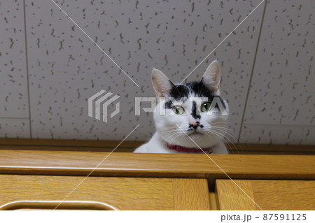 食器棚の上に乗って見下ろしカメラ目線の顔だけ見えてる白黒猫 食器棚の上に乗って見下ろしカメラ目線の顔だけ見えてる白黒猫 87591125