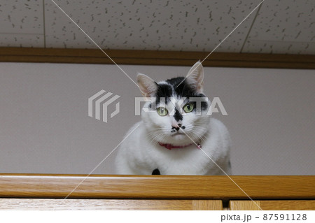 食器棚の上で箱座りをしカメラ目線で正面を見つめる白黒猫 食器棚の上で箱座りをしカメラ目線で正面を見つめる白黒猫 87591128
