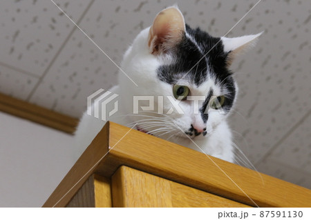 食器棚に乗り角から下を見下ろす白黒猫の顔のアップ 食器棚に乗り角から下を見下ろす白黒猫の顔のアップ 87591130