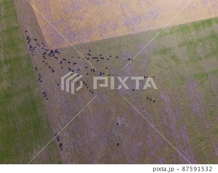 Steers fed with natural grass, Pampas, Argentina 87591532