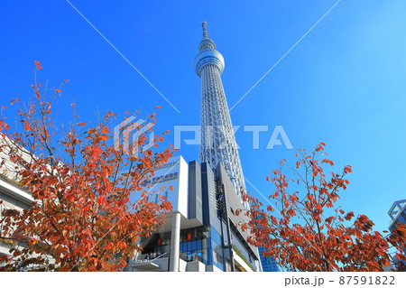 晴天下の東京スカイツリーと紅葉 87591822