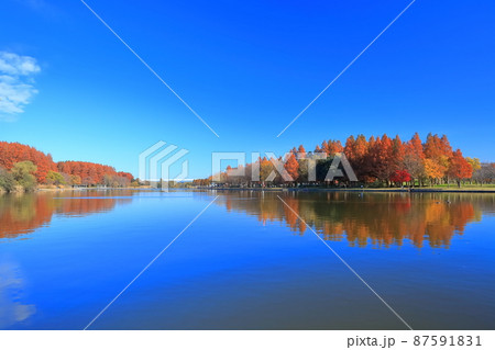 【東京都】水元公園（みさと公園）の紅葉 87591831