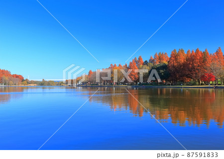 【東京都】水元公園（みさと公園）の紅葉 87591833