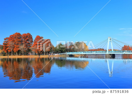 【東京都】晴天下の水元大橋と紅葉（水元公園） 87591836