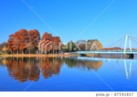 【東京都】晴天下の水元大橋と紅葉（水元公園） 87591837