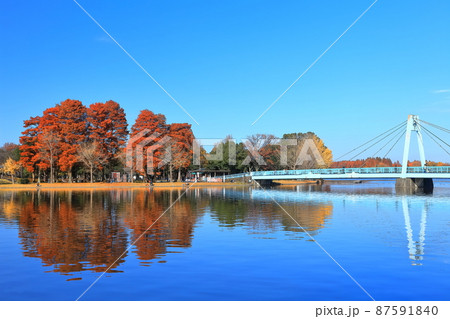 【東京都】晴天下の水元大橋と紅葉（水元公園） 87591840