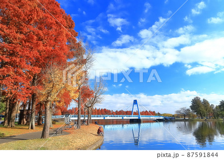 【東京都】晴天下の水元大橋と紅葉（水元公園） 87591844